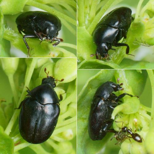 Réf. 255 611 : Orphilus sp.